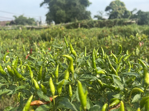 Pepper Farming Project Vietnam 2024